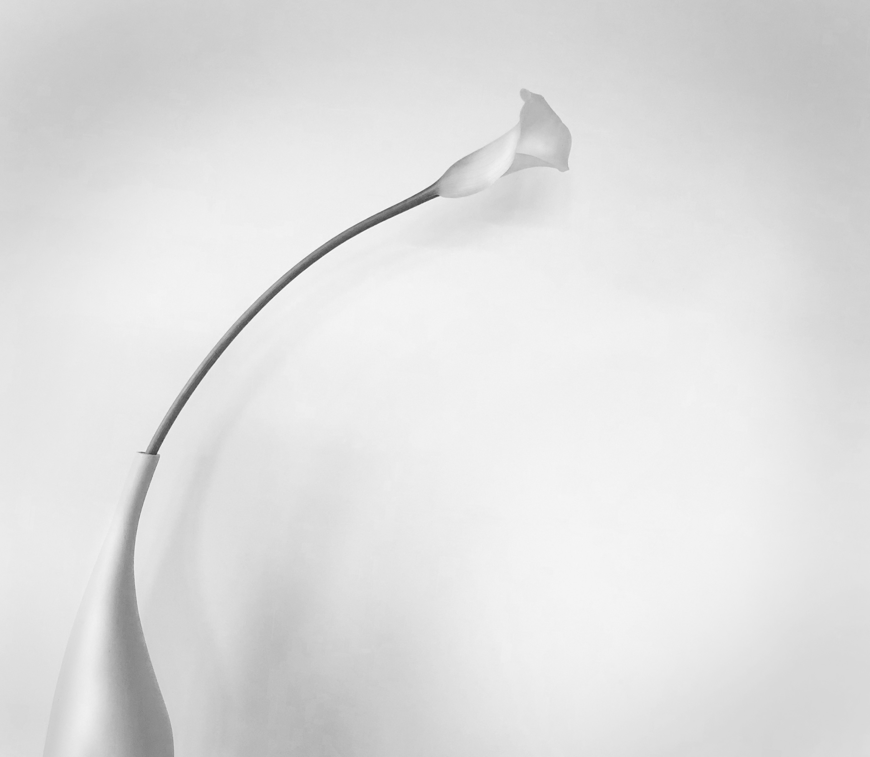 Single white curved lily in small vase against gray wall