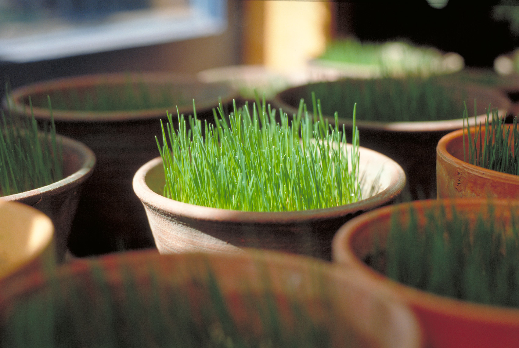 Small pot wit green grass growing inside potting shed San Francisco product photographer